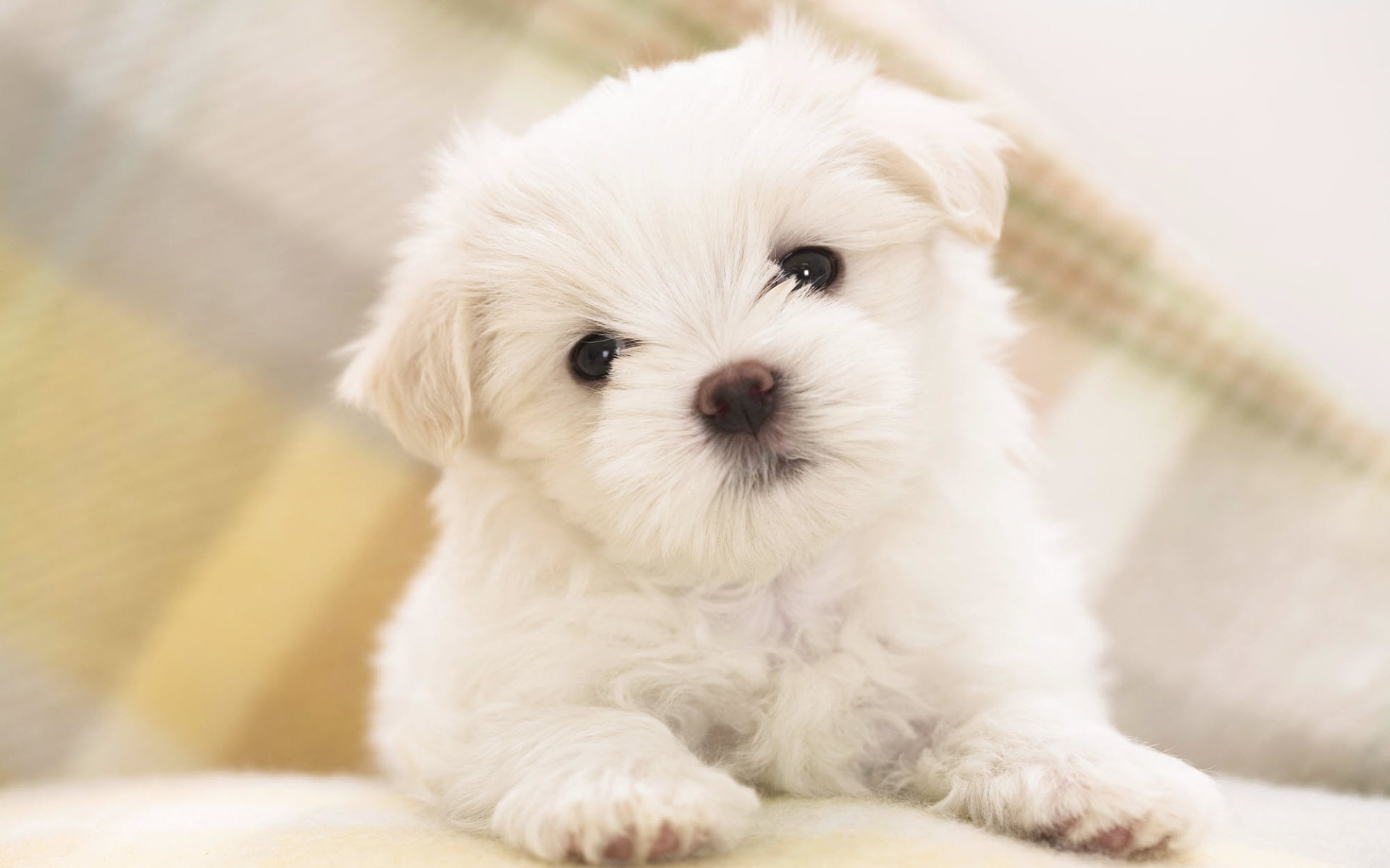 Maltese Puppy2431715388